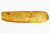 Fossil Parasitoid Wasp (Pteromalidae) In Baltic Amber #315308-1